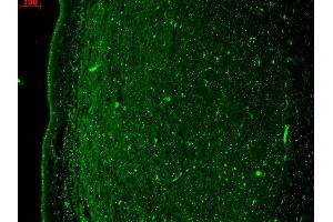 Immunohistochemistry analysis using Mouse Anti-KCNQ4 Monoclonal Antibody, Clone N43/6 (ABIN361768). (KCNQ4 antibody  (AA 2-77))