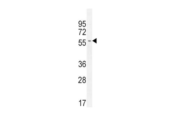 INHBA antibody  (N-Term)