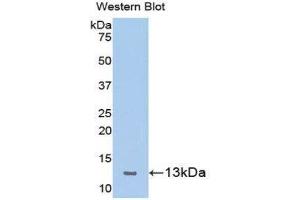 Western Blotting (WB) image for anti-Chemokine (C-X-C Motif) Ligand 10 (CXCL10) (AA 22-98) antibody (ABIN1078218)