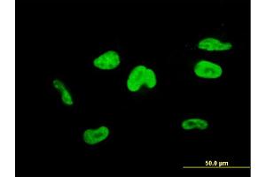 Immunofluorescence (IF) image for anti-Transcription Elongation Factor A (SII), 3 (TCEA3) (AA 1-348) antibody (ABIN520747)