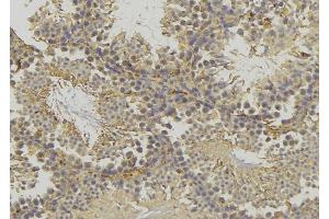 ABIN6277813 at 1/100 staining Mouse testis tissue by IHC-P. (GLUL antibody  (C-Term))