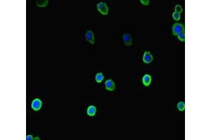 Immunofluorescent analysis of HepG2 cells using ABIN7148304 at dilution of 1:100 and Alexa Fluor 488-congugated AffiniPure Goat Anti-Rabbit IgG(H+L) (COMMD1 antibody  (AA 84-172))