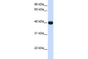 WB Suggested Anti-ADH1A Antibody Titration:  0.