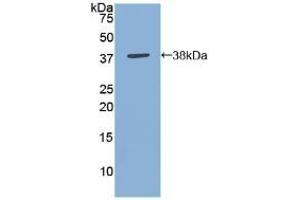 Detection of Recombinant ANXA5, Gallus using Polyclonal Antibody to Annexin V (ANXA5) (Annexin V antibody  (AA 1-321))