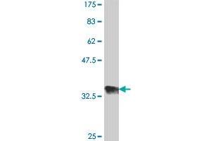 EPC1 antibody  (AA 695-798)