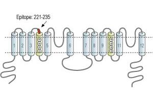 anti-Two Pore Segment Channel 1 (TPCN1) (2nd Lumenal Region), (AA 221-235) antibody