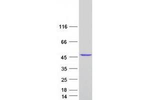 RAE1 Protein (Transcript Variant 2) (Myc-DYKDDDDK Tag)