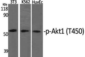 Western Blot analysis of various cells with Phospho-Akt1 (Thr450) Polyclonal Antibody at dilution of 1:1000 (AKT1 antibody  (pThr450))