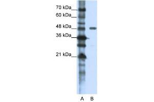 PPP1R8 antibody used at 1. (PPP1R8 antibody)