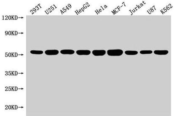 SLC25A24 antibody  (AA 1-197)