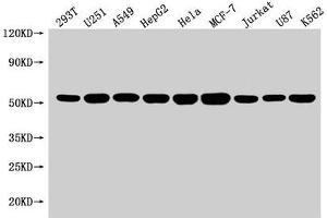 Western Blot Positive WB detected in: 293T whole cell lysate, U251 whole cell lysate, A549 whole cell lysate, HepG2 whole cell lysate, Hela whole cell lysate, MCF-7 whole cell lysate, Jurkat whole cell lysate, U87 whole cell lysate, K562 whole cell lysate All lanes: SLC25A24 antibody at 1:1500 Secondary Goat polyclonal to rabbit IgG at 1/50000 dilution Predicted band size: 54, 52 kDa Observed band size: 54 kDa