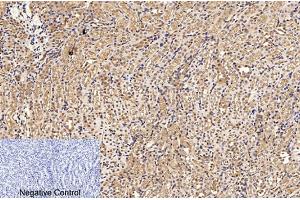 Immunohistochemical analysis of paraffin-embedded mouse kidney tissue.
