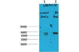 Western Blot (WB) analysis of 1) Mouse Brain Tissue, 2)Rat Brain Tissue with GABA A Receptor alpha3 Rabbit Polyclonal Antibody diluted at 1:2000. (GABRA3 antibody)