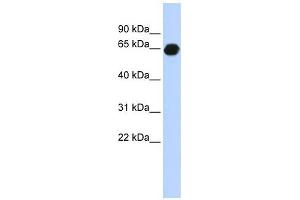 B3GALNT2 antibody used at 1 ug/ml to detect target protein.
