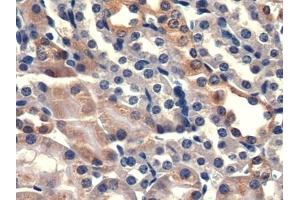 Detection of PMSA in Mouse Kidney Tissue using Polyclonal Antibody to Prostate-specific Membrane Antigen (PMSA) (PSMA antibody  (AA 536-752))