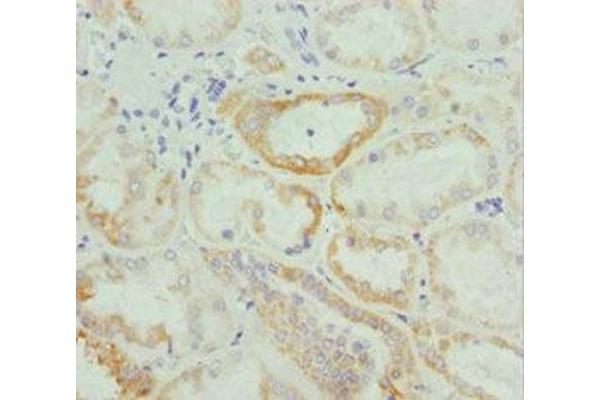 NUAK2 antibody  (AA 479-628)