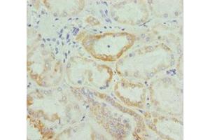 Immunohistochemistry of paraffin-embedded human kidney tissue using ABIN7161746 at dilution of 1:100