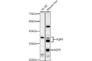 AQP9 antibody  (AA 50-150)