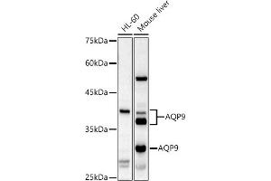 Western blot analysis of extracts of various cell lines, using  antibody (ABIN6133588, ABIN6137055, ABIN6137056 and ABIN6224634) at 1:1000 dilution. (AQP9 antibody  (AA 50-150))