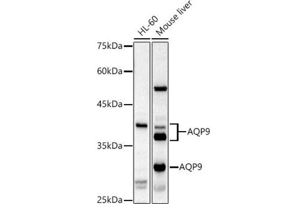 AQP9 antibody  (AA 50-150)