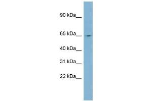 WB Suggested Anti-NEURL Antibody Titration:  0. (NEURL antibody  (N-Term))