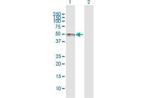 PVRL1 antibody  (AA 1-352)