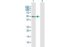 Western Blot analysis of PVRL1 expression in transfected 293T cell line by PVRL1 MaxPab polyclonal antibody.
