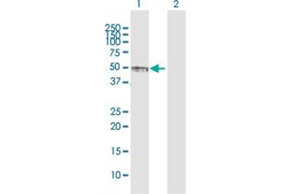 PVRL1 anticorps  (AA 1-352)