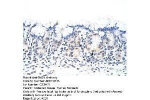 Rabbit Anti-DAZ4 Antibody  Paraffin Embedded Tissue: Human Stomach Cellular Data: Epithelial cells of fundic gland Antibody Concentration: 4.