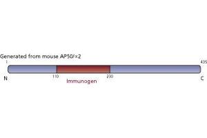 Image no. 2 for anti-Adaptor-Related Protein Complex 2, mu 1 Subunit (AP2M1) (AA 110-230) antibody (ABIN968488) (AP2M1 antibody  (AA 110-230))