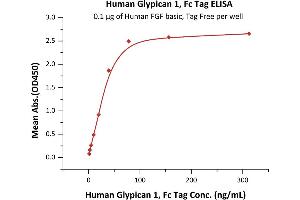 Immobilized Human FGF basic, Tag Free (ABIN2444057,ABIN2180650,ABIN2180649) at 1 μg/mL (100 μL/well) can bind Human Glypican 1, Fc Tag (ABIN6810034,ABIN6938876) with a linear range of 1-39 ng/mL (QC tested).