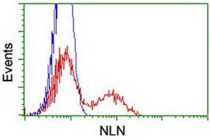 HEK293T cells transfected with either RC212447 overexpress plasmid (Red) or empty vector control plasmid (Blue) were immunostained by anti-NLN antibody (ABIN2455375), and then analyzed by flow cytometry. (NLN antibody)