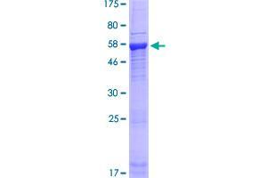 PDIK1L Protein (AA 1-341) (GST tag)
