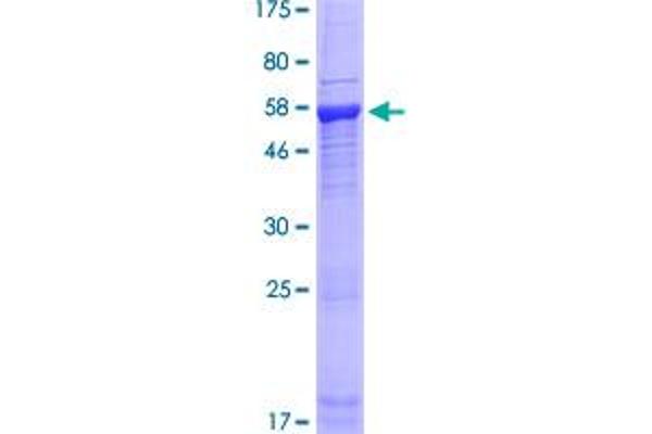 PDIK1L Protein (AA 1-341) (GST tag)