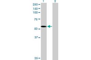 Western Blot analysis of LDHD expression in transfected 293T cell line by LDHD MaxPab polyclonal antibody.