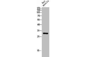 Western Blot analysis of RAT-MUSCLE cells using C/EBP δ/ε Polyclonal Antibody (CEBPD, CEBPE antibody  (C-Term))