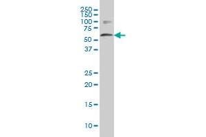 WDR42A monoclonal antibody (M01A), clone 1A12 Western Blot analysis of WDR42A expression in A-549 . (DCAF8 antibody  (AA 1-273))