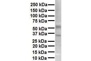 WB Suggested Anti-TRPV4 antibody Titration: 1 ug/mL Sample Type: Human heart (TRPV4 antibody  (N-Term))