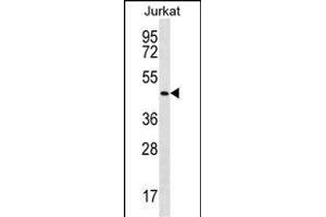 PK14 Antibody (Center /) (ABIN656420 and ABIN2845711) western blot analysis in Jurkat cell line lysates (35 μg/lane). (MAPK14 antibody  (AA 158-192))