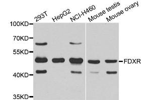 Western blot analysis of extracts of various cell lines, using FDXR antibody.