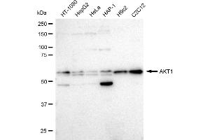 Western blotting analysis using AKT1 antibody (ABIN7800783). (Recombinant AKT1 antibody)