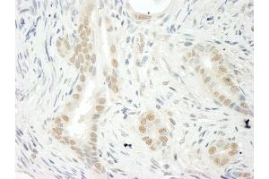 Immunohistochemistry (IHC) image for anti-THO Complex 5 (THOC5) (AA 25-75) antibody (ABIN7448832)