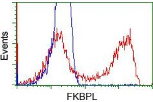 HEK293T cells transfected with either RC202153 overexpress plasmid (Red) or empty vector control plasmid (Blue) were immunostained by anti-FKBPL antibody (ABIN2453045), and then analyzed by flow cytometry. (FKBPL antibody)