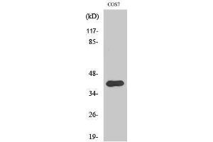 Western Blotting (WB) image for anti-Apoptosis-Inducing Factor, Mitochondrion-Associated, 2 (AIFM2) (Internal Region) antibody (ABIN3183265) (AIFM2 antibody  (Internal Region))