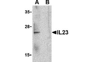 Western Blotting (WB) image for anti-Interleukin 23 (IL23) (C-Term) antibody (ABIN1030436) (IL23 antibody  (C-Term))