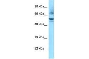 Image no. 1 for anti-Nuclear Receptor Subfamily 1, Group H, Member 3 (NR1H3) (AA 356-405) antibody (ABIN6748254) (NR1H3 antibody  (AA 356-405))