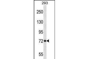 P Antibody (Center) 13689c western blot analysis in 293 cell line lysates (35 μg/lane). (APP antibody  (AA 333-362))