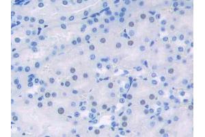 DAB staining on IHC-P; Samples: Mouse Kidney Tissue (HDGF antibody  (AA 14-187))