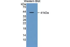 Western blot analysis of the recombinant protein. (FAM19A3 antibody  (AA 30-129))