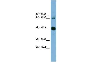 WB Suggested Anti-NODAL Antibody Titration: 0. (Nodal antibody  (N-Term))